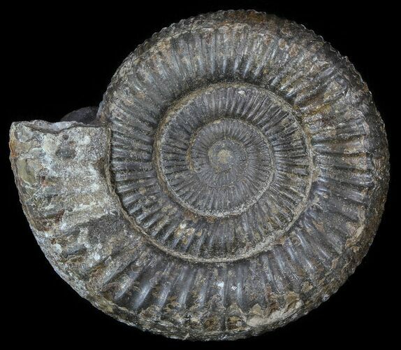 Dactylioceras Ammonite Fossil - England #52640